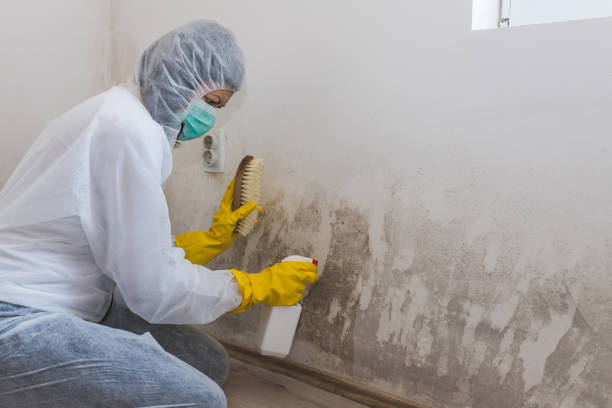 Best Mold Odor Removal Services  in Whitewater, KS